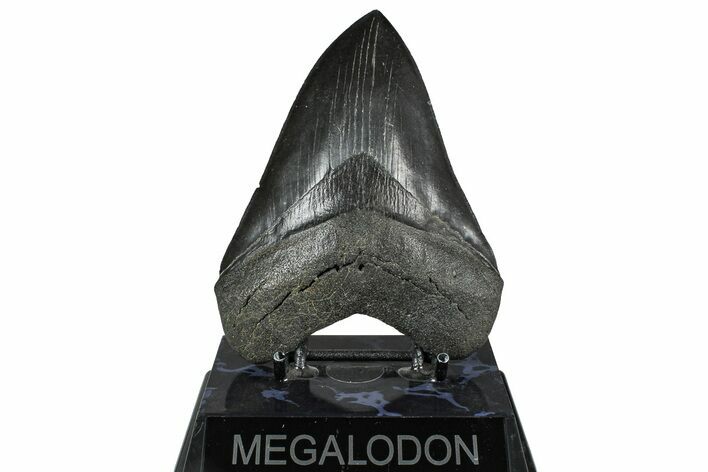 Serrated, Fossil Megalodon Tooth - South Carolina #375812